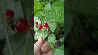 #Марийский лес#что растет в лесу#грибная пора#