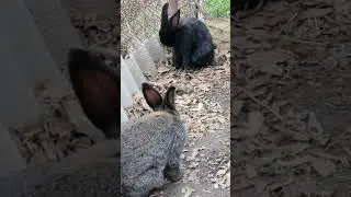 кролик умываеться