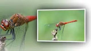 Koleksi Foto Capung  I Dragonfly I YT Me