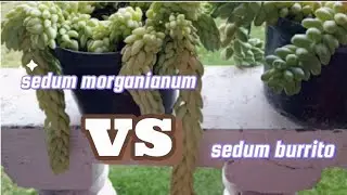 Diferencias entre el Sedum morganianum y sedum burrito