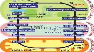 C2 Cycle| Neet| Csir Net| Set| Assistant Professor| UPPSC| MPPSC| HPSC| RPSC| Other Exams