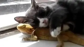 Вот это дружба Кот и хамелеон)