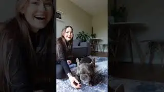 Teaching my frenchie to do the crawl trick