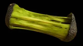 Slimy Avocado