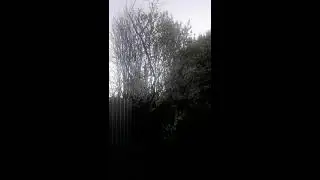 nightingale in countryhouse