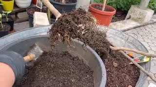 Пересадка рослин з уцінки