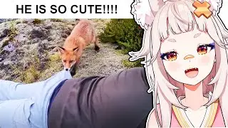 Shirahiko Reacts to Daily Dose of Internet