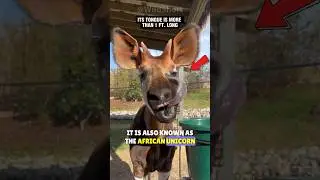 🦒A Hybrid Between A Zebra And A Giraffe?🌿🦓 
