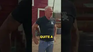 Arthritic Rescue Horse Excited About its First Ever Chiropractic Adjustment!