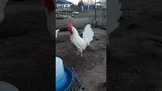 Куры и петух Леггорн Стандарт! 
