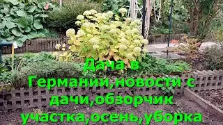 Dacha in Germany, dacha news, plot overview, autumn, cleaning