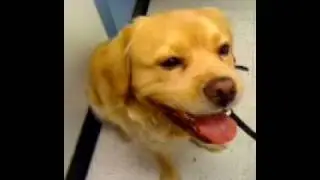 Petsmart with Bailey.