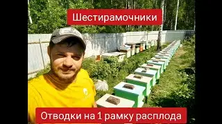 Шестирамочники из ппс. Отводки на 1 рамку расплода.