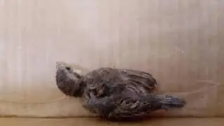 Pajarito caído en cuarentena
