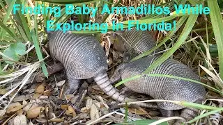 Finding Baby Armadillos While Exploring In Florida!