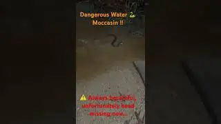 Dangerous water moccasin 🫣😲⚠️🐍👀