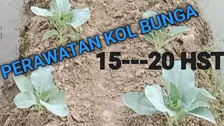 harus tau perlakuan penting pada kol bunga umur 15 sampai 20 hst