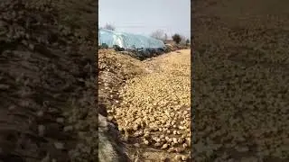 MANA SIZGA OʻRDAK JOʻJALAR