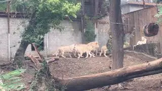 Львы в зоопарке ТБИЛИСИ