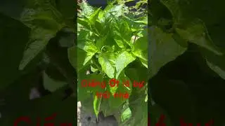 Trồng ớt oganic - Giống ớt mới #shorts #ot