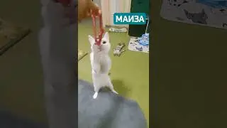 Маиза белая кошка с разными глазами 