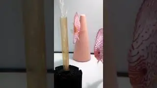 Дискусы на икре