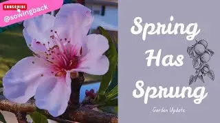 Get Your Garden Growing: Spring Planting Tips