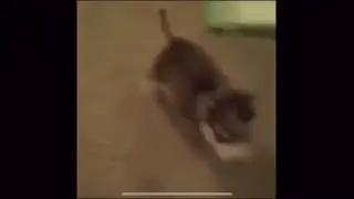 Remi sit speak