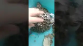 Мой новый питомец