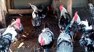 ПЕТУХИ РАЗНЫХ ПОРОД!!!
