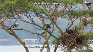 Face Off! SEA EAGLE Family vs HOUSE CROWS!