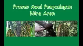 Proses  Awal Penyadapan Nira Aren