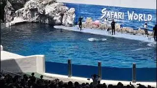 safari world and marine park Bangkok dolphin show thailand tourism