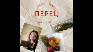 Огромные перцы, супер урожайные! Перец Ламуйо!
