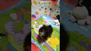 маленькая черная девочка шпица