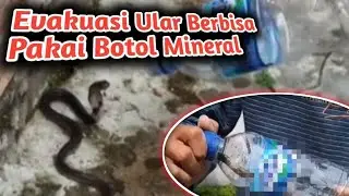 TUTORIAL ‼️ CARA AMAN - EVAKUASI ULAR BERBISA PAKAI BOTOL MINERAL