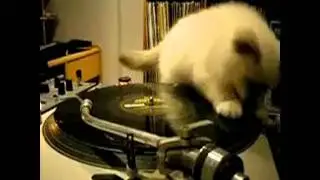Коты - диджеи (подборка)
