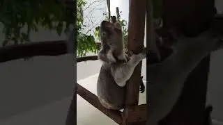 Such cute and cute koalas | funny animals | #petvideos  #funnyanimalvideos