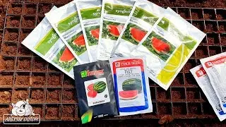 Посадка арбузных семян в кассеты 26 04 19