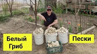 Белый гриб собираем в Казахстане, пески Мойынкума, Тараз 2021.
