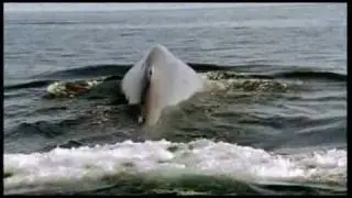 The Blue Whale