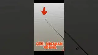 Karakter ketika udang makan umpan #mancing #udanggalah #udanggalahmonster