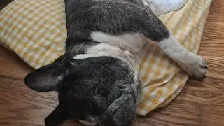 Anjing ngorok