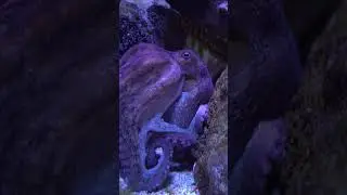 Octopus Eyes Are Amazing! #octopus #cephalopod #animalshorts #youtubeshorts #mollusks