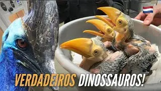 Breeder of CASSOWARY and TOUCANS in HOLLAND | #EUROTRIP