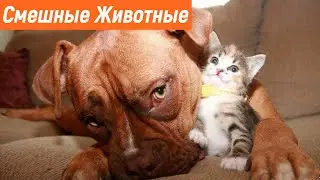 Смешные животные 2021  Смешные Кошки 2021 Приколы С Котами и Кошками 2021