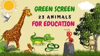 Green Screen Animals