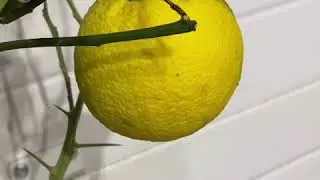 Апельсины в разнообразии🤗