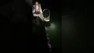 Stingray
