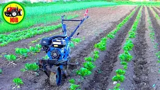 What is this walk-behind tractor doing to the rows of potatoes!
